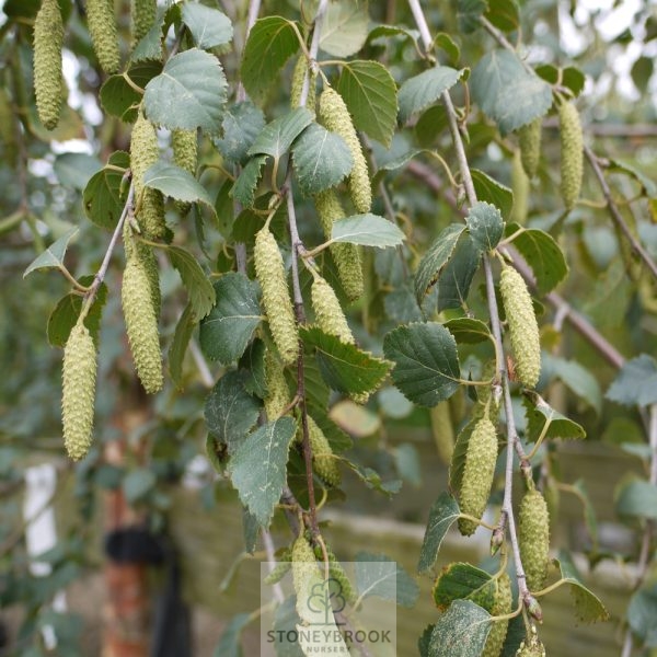 Betula pendula – Silver birch BARE ROOT 60 - 90cm   - Image 2