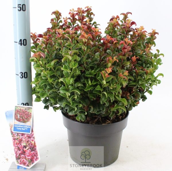 Leucothoe axillaris Curly Red 5lt