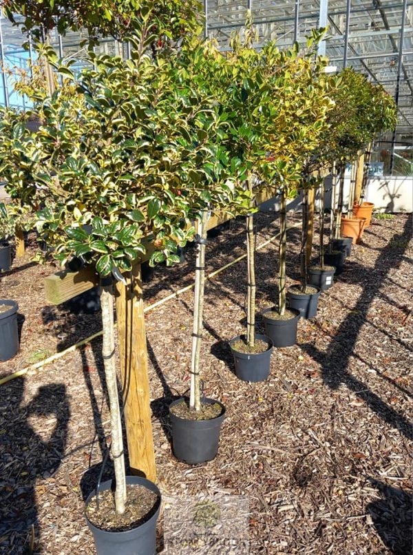 IIex Altaclerensis 'Golden King'  Holly 1/2std - Image 2