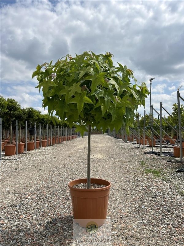 Liquidambar styraciflua 'Gum Ball' 1/4 std