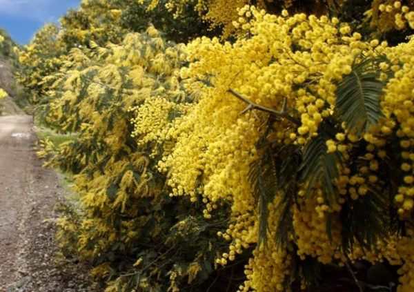 Mimosa - Acacia lemon tree