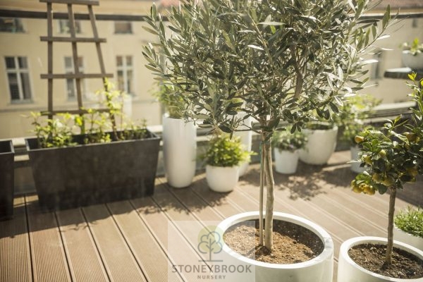 Olive tree 1/4 standard