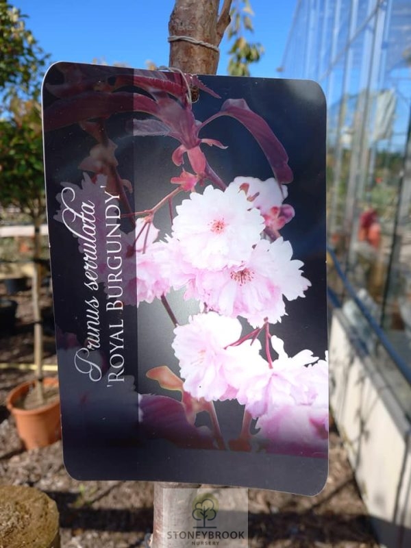 Prunus 'Royal Burgundy' Tree Flowering cherry 7.5ltr pot