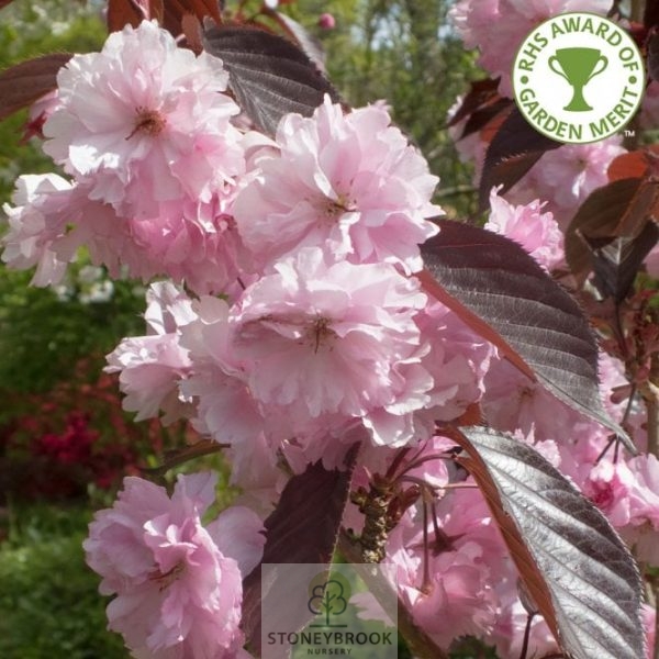Prunus 'Royal Burgundy' Tree Flowering cherry 7.5ltr pot - Image 4