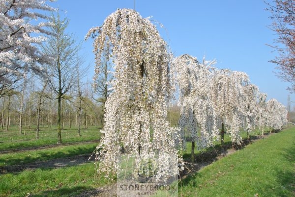 Prunus 'Snow Fountain' Weeping Cherry' - Image 2