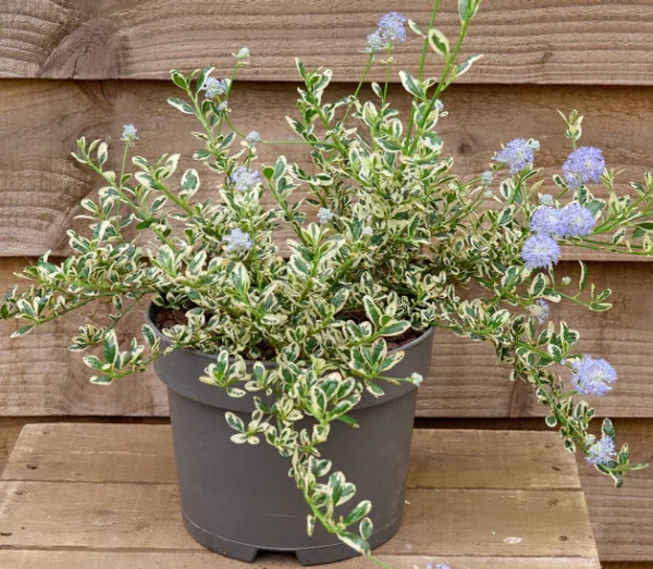 Ceanothus Cool Blue shrub