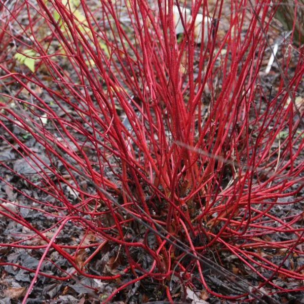 Cornus sibitica - Dogwood shrub - Image 3