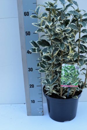 Euonymus japonica bravo shrub