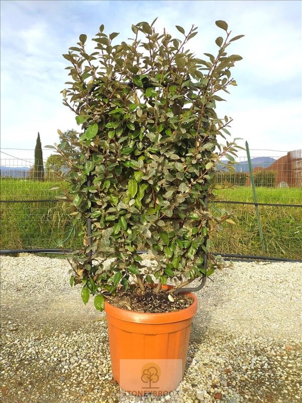 ELAEAGNUS EBBINGEI CLT 30 SPALLIERA IN METALLO 85 X 50 CM