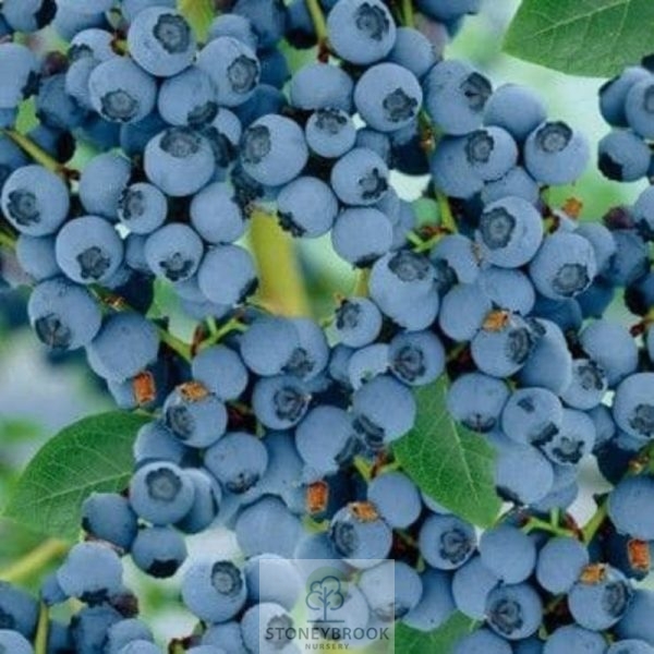 Blueberry Shrub - Vaccinium - Goldtraube