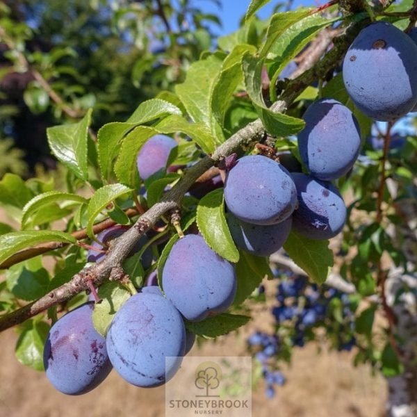 Prunus Merryweather  - Damson Tree 10ltr pot