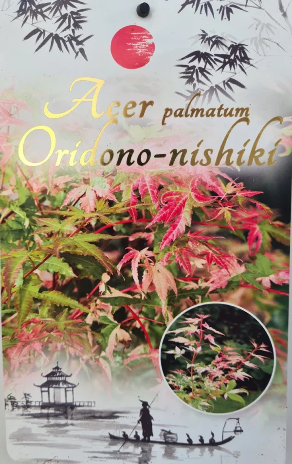 Acer Palmatum: Oridono-nishiki - 20ltr pot - Image 4