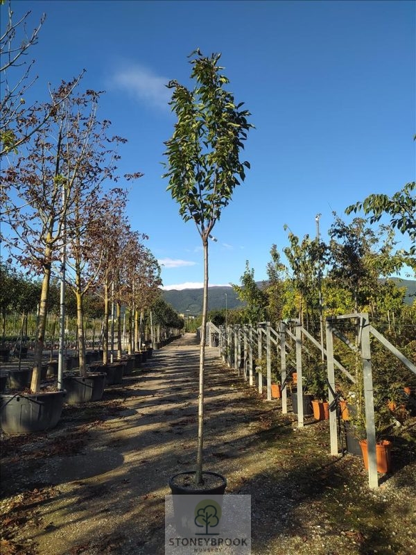 PRUNUS SERR. ERECTA "AMANOGAWA" 55 LTR  TRUNK 12 - 14 CM STD