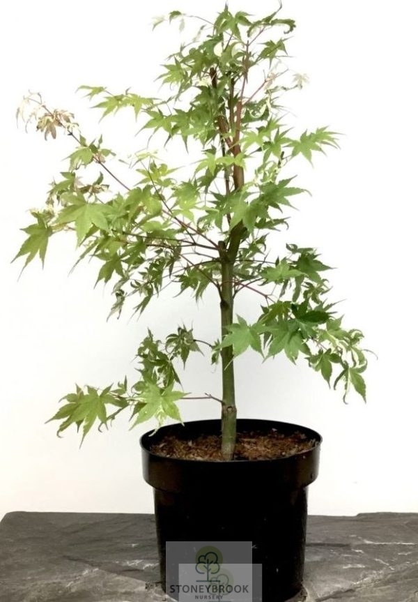 Acer Palmatum: Oridono-nishiki - 20ltr pot - Image 2