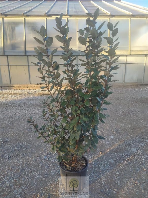 Elaeagnus x ebbingei Compacta Shrub 10lt pot