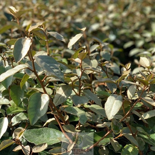Elaeagnus x ebbingei Compacta Shrub 10lt pot - Image 3