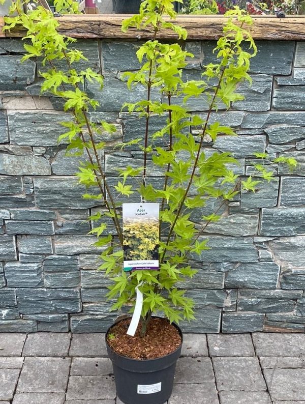 Acer shirasawanum 'Jordan' 20ltre