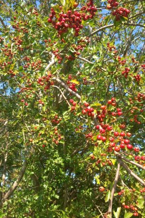 Hawthorn/Crataegus Monogyna bare root plants 90-120cm x 25 Pre-order only