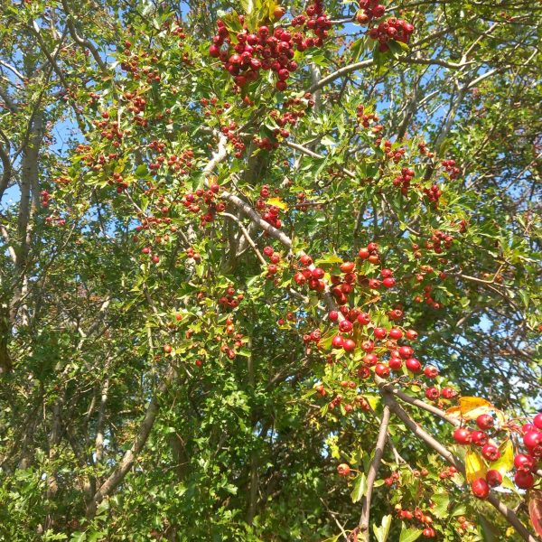 Hawthorn/Crataegus Monogyna bare root plants 40-60cm x 25