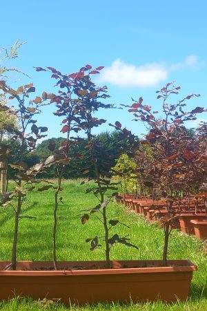 Purple Beech/Fagus sylvatica f. purpurea bare root plants 40-60cm x 25 Pre-order only