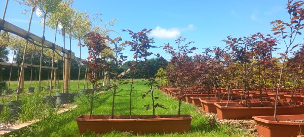 Purple Beech/Fagus sylvatica f. purpurea bare root plants 40-60cm x 25 Pre-order only