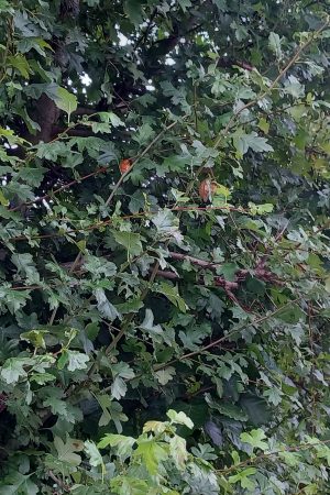 Hornbeam/Carpinus betulus bare root plants 40-60cm x 25 Pre-order only