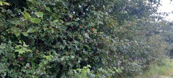 Hornbeam/Carpinus betulus bare root plants 60-90cm x 25 Pre-order only