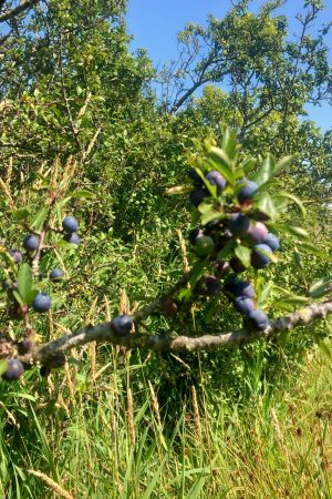 Blackthorn/Prunus spinosa bare root plants 60-90cm x 25 Pre-order only