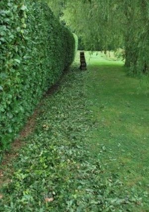 Green Beech/Fagus sylvatica bare root plants 40-60cm x 25 Pre-order only