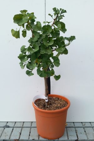 Ginkgo Bilboa 1/4 standard ornamental plant 7l pot 60-70cm height